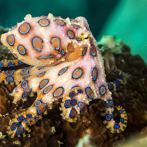 blue ring octopus muck diving komodo