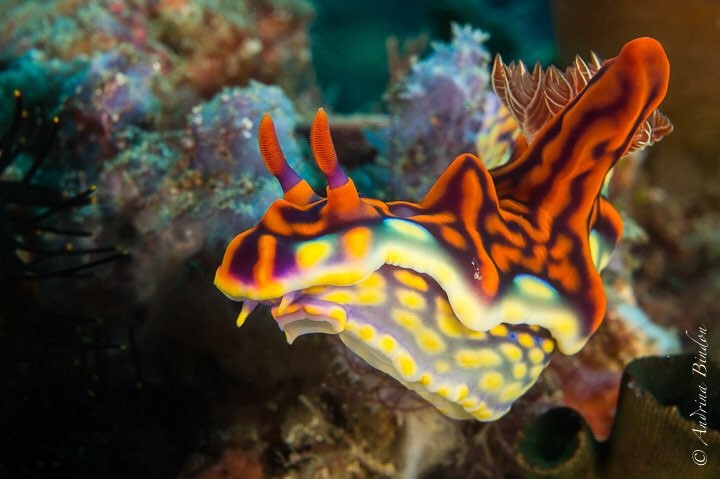 nudibranch muck diving komodo