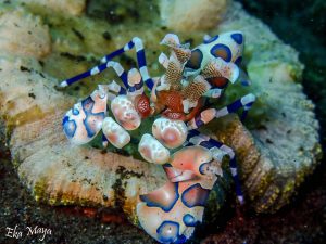 dive sites bali