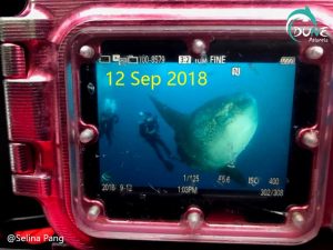 Bali Diving Course